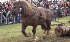 Când nimeni nu mai știe ce e legal sau nu, în Maramureș