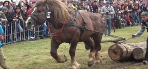 Când nimeni nu mai știe ce e legal sau nu, în Maramureș