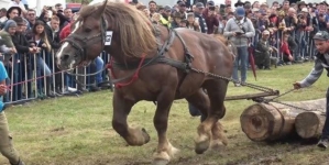 Când nimeni nu mai știe ce e legal sau nu, în Maramureș