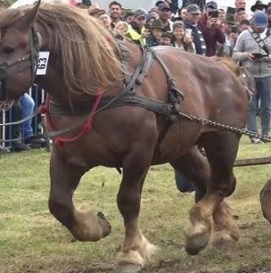 Când nimeni nu mai știe ce e legal sau nu, în Maramureș