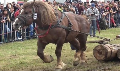 Când nimeni nu mai știe ce e legal sau nu, în Maramureș