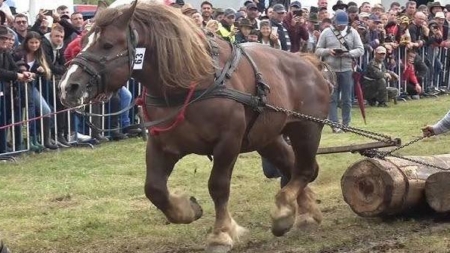Când nimeni nu mai știe ce e legal sau nu, în Maramureș