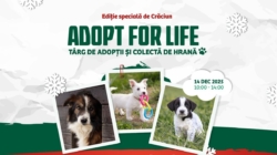 Târg de adopții și colectă de hrană în Baia Mare