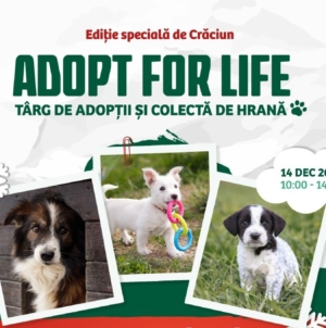 Târg de adopții și colectă de hrană în Baia Mare