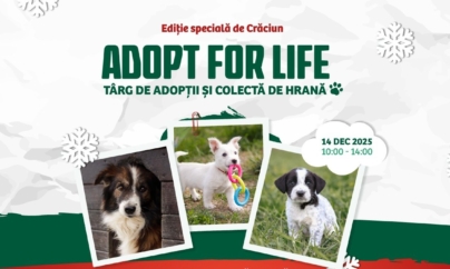 Târg de adopții și colectă de hrană în Baia Mare