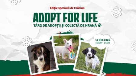 Târg de adopții și colectă de hrană în Baia Mare