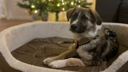 Fight for Animals, un nou târg de adopții și colectă de hrană: ”Fii Moș Nicolae pentru un câine din adăpost”