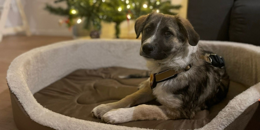 Fight for Animals, un nou târg de adopții și colectă de hrană: ”Fii Moș Nicolae pentru un câine din adăpost”