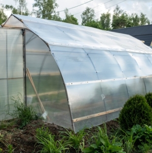  Sera de acasă – cum îți aduce legume sănătoase pe masă tot anul?