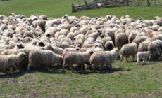 Cercetări într-un dosar de zoofilie în Maramureș