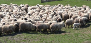 Cercetări într-un dosar de zoofilie în Maramureș