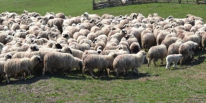 Cercetări într-un dosar de zoofilie în Maramureș