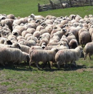 Cercetări într-un dosar de zoofilie în Maramureș