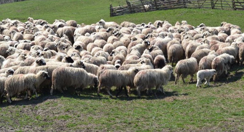 Cercetări într-un dosar de zoofilie în Maramureș