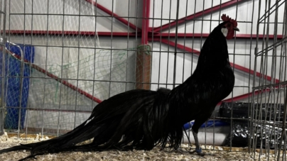 În Baia Mare: Expoziție de păsări, iepuri și alte animale mici, în perioada 9–11 ianuarie