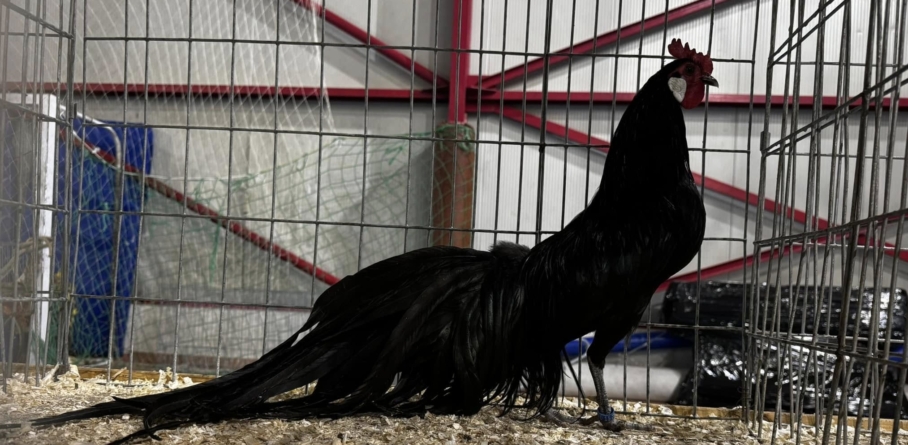 În Baia Mare: Expoziție de păsări, iepuri și alte animale mici, în perioada 9–11 ianuarie