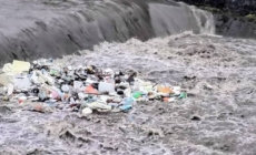 Rațe, egrete și… gunoaie, pe Săsar