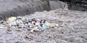 Rațe, egrete și… gunoaie, pe Săsar