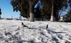 Prognoza meteo Maramureș, sâmbătă 24 ianuarie 2026