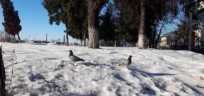 Prognoza meteo Maramureș, sâmbătă 24 ianuarie 2026