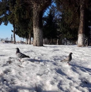 Prognoza meteo Maramureș, sâmbătă 24 ianuarie 2026