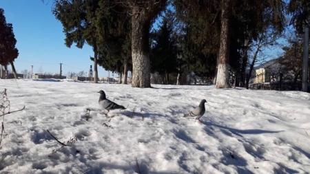 Prognoza meteo Maramureș, sâmbătă 24 ianuarie 2026