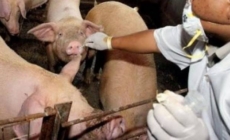 Medicii veterinari amenință cu proteste după tăierile de buget