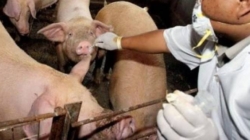 Medicii veterinari amenință cu proteste după tăierile de buget