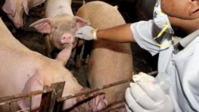 Medicii veterinari amenință cu proteste după tăierile de buget