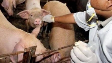 Medicii veterinari amenință cu proteste după tăierile de buget