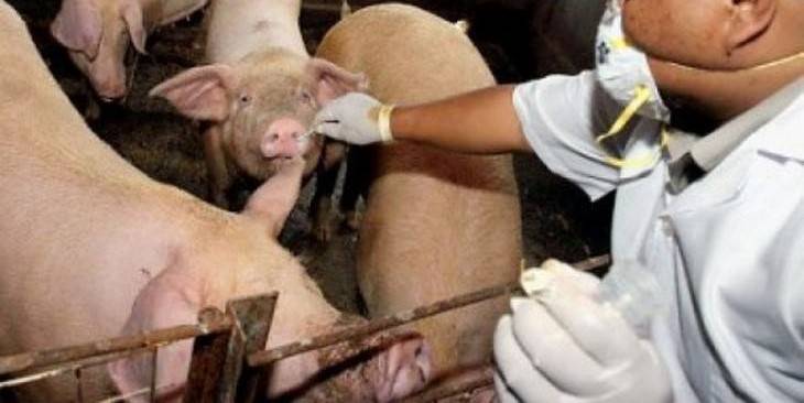 Medicii veterinari amenință cu proteste după tăierile de buget