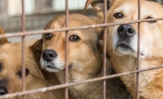Se caută îngrijitor pentru Adăpostul Public de Câini din Baia Mare