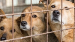 Se caută îngrijitor pentru Adăpostul Public de Câini din Baia Mare