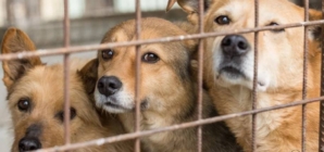 Se caută îngrijitor pentru Adăpostul Public de Câini din Baia Mare