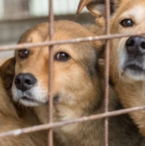 Se caută îngrijitor pentru Adăpostul Public de Câini din Baia Mare