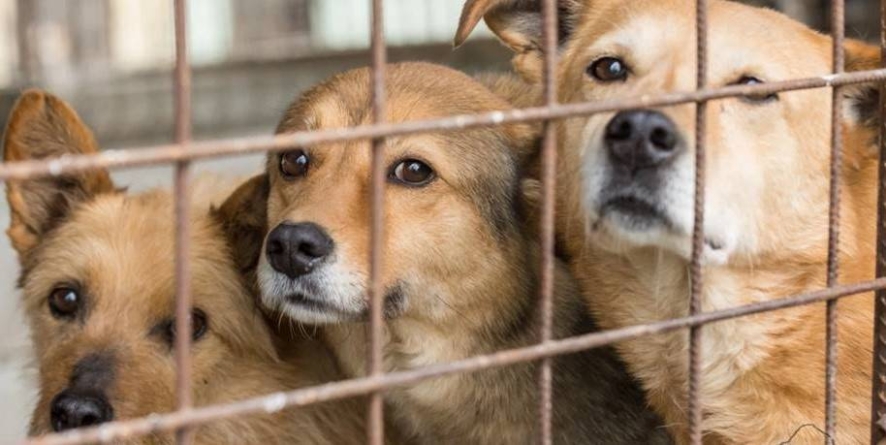 Se caută îngrijitor pentru Adăpostul Public de Câini din Baia Mare
