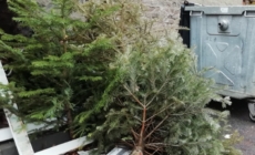 În Baia Sprie și localitățile aparținătoare va avea loc colectarea brazilor de Crăciun