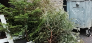 În Baia Sprie și localitățile aparținătoare va avea loc colectarea brazilor de Crăciun