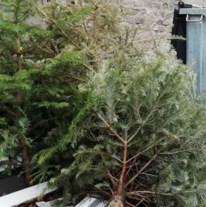 În Baia Sprie și localitățile aparținătoare va avea loc colectarea brazilor de Crăciun