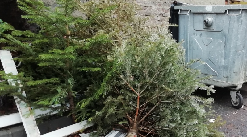 În Baia Sprie și localitățile aparținătoare va avea loc colectarea brazilor de Crăciun