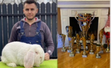 Cosmin Cozma, maramureșeanul care a transformat cadoul primit de la bunic în performanță internațională în creșterea iepurilor de rasă