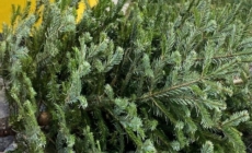 În Baia Mare colectarea brazilor de Crăciun se face până în 20 ianuarie