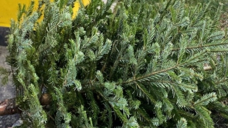 În Baia Mare colectarea brazilor de Crăciun se face până în 20 ianuarie