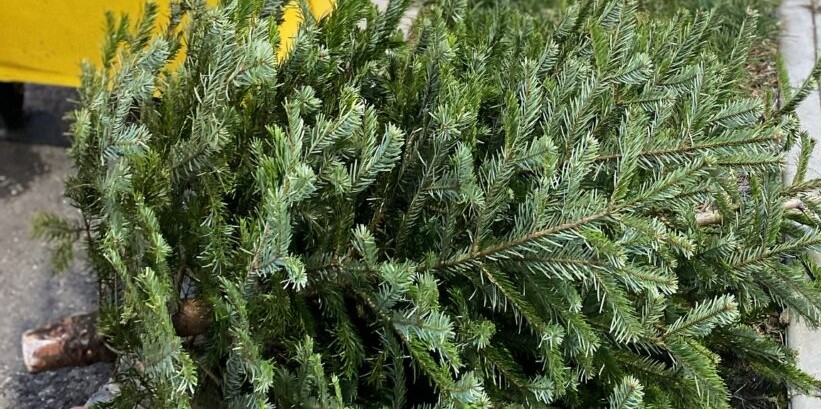 În Baia Mare colectarea brazilor de Crăciun se face până în 20 ianuarie