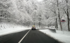 Cod galben de vânt în Maramureș