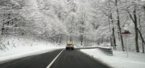 Cod galben de vânt în Maramureș