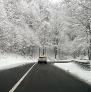 Cod galben de vânt în Maramureș