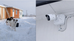 Adăpostul de animale Paul Shelter, dotat cu un sistem de supraveghere video performant