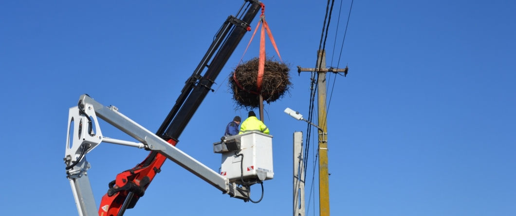 Cuib de berze relocat la Fărcașa pentru siguranța păsărilor și a rețelei electrice