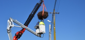 Cuib de berze relocat la Fărcașa pentru siguranța păsărilor și a rețelei electrice